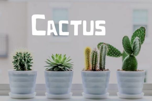Cactus Font: A Modern Display Typeface for Small Business